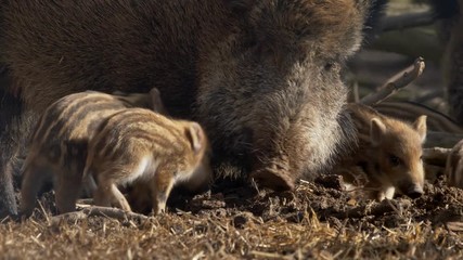 wild boar piglets (sus scrofa) searching for food in forest