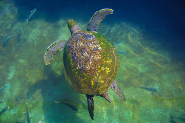  Turtles in the water on the red sea