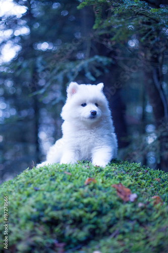 Chien De Traineau Nordique Samoyede Chien Chiots Conte De Fee Foret Neige Stock Photo Adobe Stock