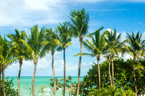 Zdjęcie XXL Tropikalne Miami Beach Palm blisko oceanu