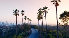 Aerial Drone Between Palm Trees In Los Angeles