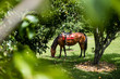 Profile of brown horse eating fruits next to trees, grassy surro