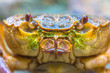 headshot European freshwater crab