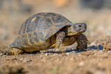 Fototapeta Konie - Marginated tortoise walking