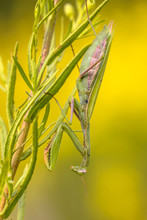 Mantis Ambush Predator Yellow Flower