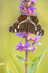 Sticker - Map Butterfly on purple loosestrife flower