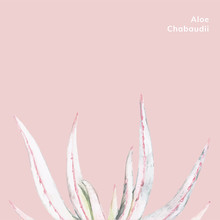 Hand Drawn Aloe Chabaudii Plant