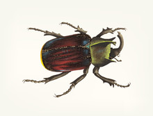 Hand Drawn Of Black Scutellated Beetle