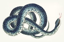 Hand Drawn Wampum Snake