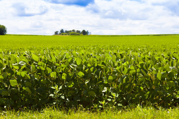 Wall Mural - American Countryside