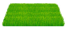 Green Fresh Grass Isolated On White Background. Vector Illustration Which Represent Part Of The Lawn Isolated On White Background.