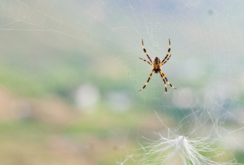 spider in web