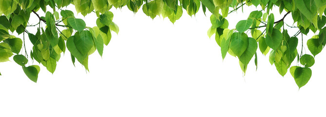 Bodhi green leaf tree isolated on white background.