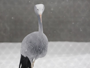 Wall Mural - Райский журавль, или журавль Стэнли. Blue (paradise, Stanley’s) crane.