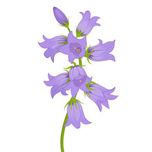 Flowers Lilac Bells Isolated On White Background.Vector Illustration.