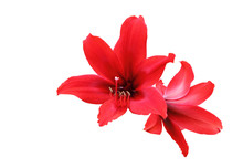 Amaryllis Hippeastrum Flower Isolated With Clipping Path.