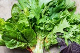 Fototapeta Kuchnia - fresh lettuce close up