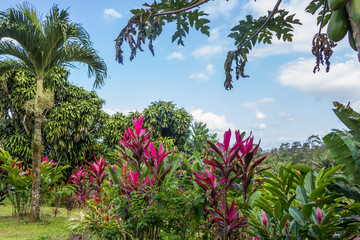 Beautiful garden in tropical rainforest