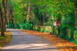 Treelined avenue in Hampstead Heath, London