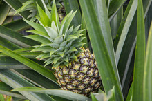 Pineapple Growing In Farm