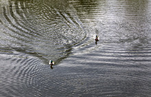 Two Wild Ducks Swim In The Lake. Beautiful Concept Of Wild Nature.