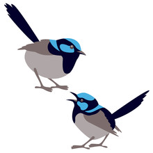Fairy Wren Bird Vector Illustration Flat Style