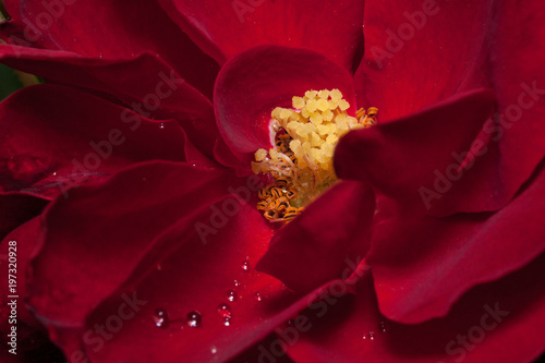 Zdjęcie XXL Wewnętrzna przestrzeń piękna róża rośnie w ogrodzie wiosną. Ścieśniać.