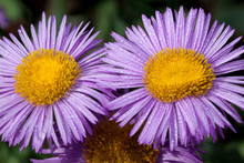 Two Beautiful Asters With Purple Petals Is Growing On A Green Meadow. Live Nature.