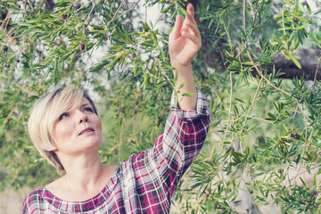 Wall Mural - Beautiful young blonde woman in a checkered dress collects olives in the garden