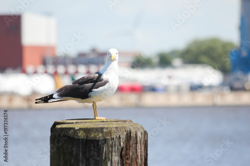 Cuadros en Lienzo Möwe sitzt auf Poller im Hafen Emden an der Nordsee
