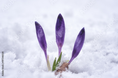 First Spring Flowers Violet Crocus Or Saffron In The Snow Nature Background Strength And Will Concept Buy This Stock Photo And Explore Similar Images At Adobe Stock Adobe Stock adobe stock