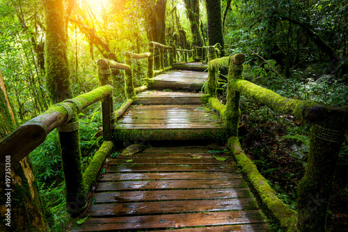 Dekoracja na wymiar  drewniany-most-w-lesie-deszczowym