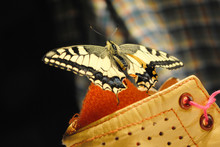 Tiger Swallowtail Butterfly Sitting On Children's Leather Brown Boot With Pink Lace And Sock Detail, Soft Dark Checkered Bokeh Background