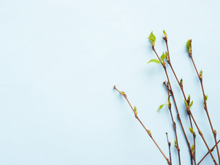 Wall Mural - Birch branches with young green leaves on a blue background, top view, flat layout. Copy space, concept of spring.