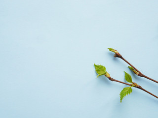 Wall Mural - Birch branches with young green leaves on a blue background, top view, flat layout. Copy space, concept of spring.