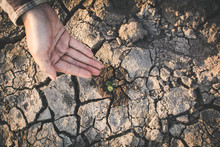 Human Hand Watering Little Green Plant On Crack Dry Ground, Concept Drought And Save The World