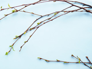 Wall Mural - Birch branches with young green leaves on a blue background, top view, flat layout. Copy space, concept of spring.