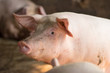 © krumanop - Hog waiting feed. Pig indoor on a farm yard in Thailand. swine in the stall. Close up eyes and blur. Portrait animal.