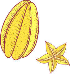 Wall Mural - Starfruit color isolated art.Tropical and exotic fruit. Vector illustration