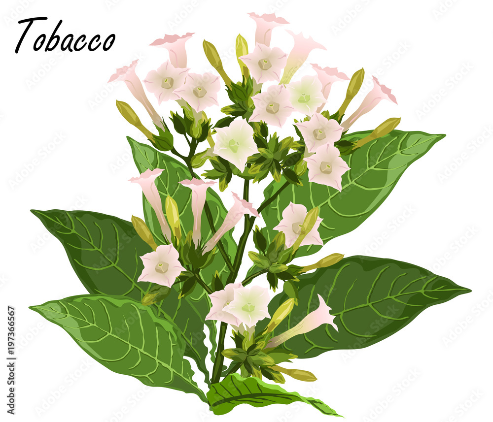 tobacco flower drawing Tobacco Flower Stock Illustrations – 663 Tobacco Flower Stock Illustrations, Vectors & Clipart