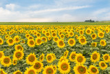 Fototapeta Krajobraz - Wiejski pejzaż z polem słoneczników i niebem. Tapeta z rozkwitniętymi słonecznikami.
