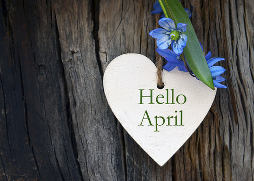 hello april greeting card with blue first spring flowers on wood background. springtime concept.sele