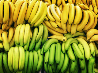 Bananas in boxes Green and ripe yellow bananas are lying in rows on the market Top view photo pattern