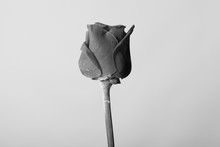 Beautiful Creative Shot Of A Rose In Black And White