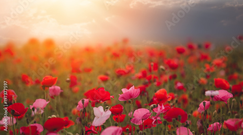 Poppies