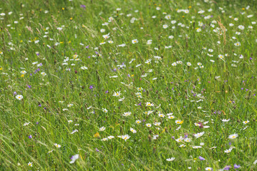 Wall Mural - Beautiful floral background. Close-up view of many wild plants of different kinds in fresh green grass in countryside field. Horizontal color photography.