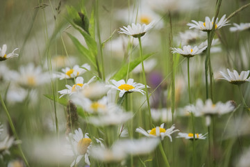 Wall Mural - Beautiful floral background. Close-up view of many wild white daisies in grass. Horizontal color photography.