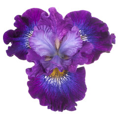 Wall Mural - iris flower isolated