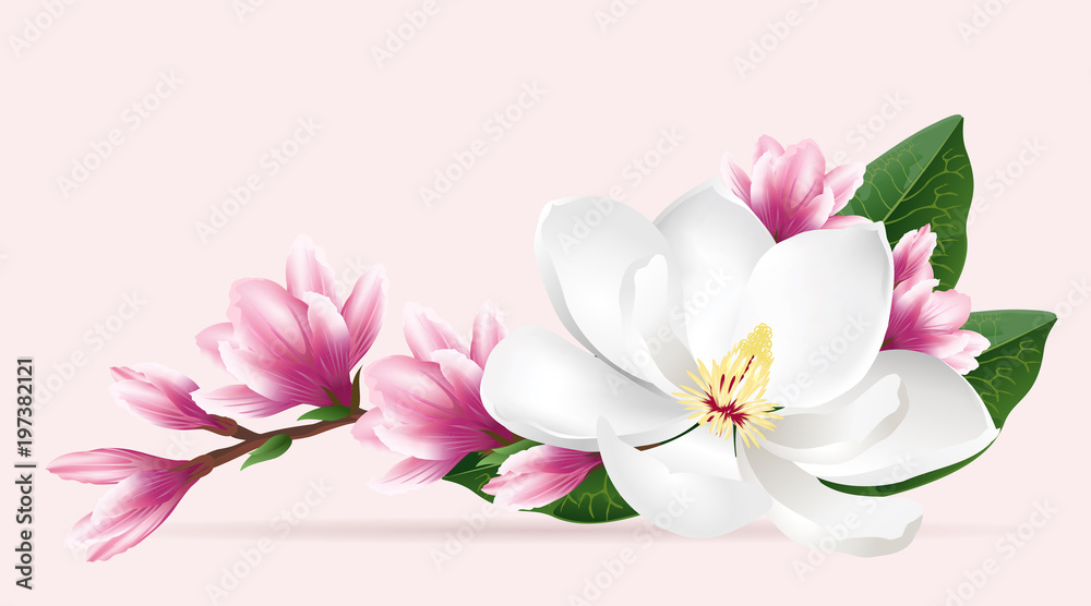 Pink magnolia flowers. Realistic vector brush illustration of two blloming magnolia branches isolated on light background. - obrazy, fototapety, plakaty 