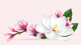 Pink magnolia flowers. Realistic vector brush illustration of two blloming magnolia branches isolated on light background.